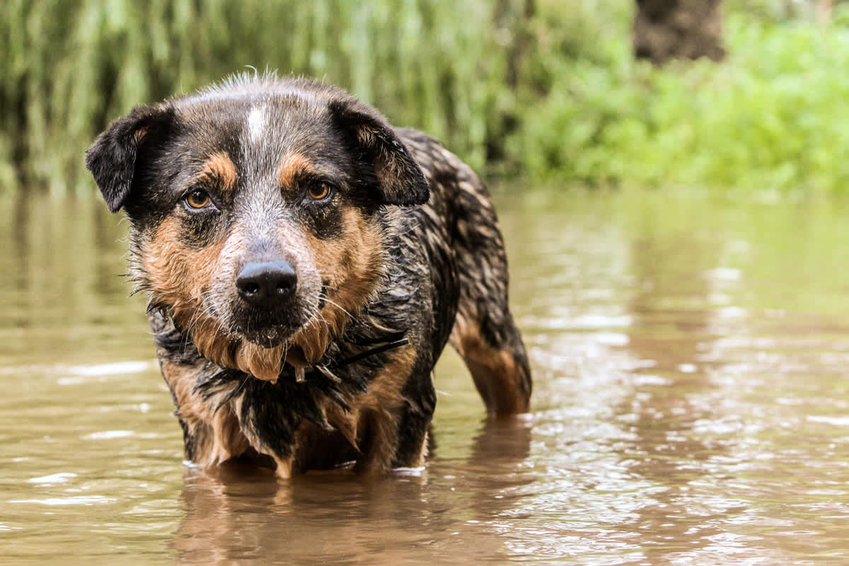 Rogue Paws Photography Capturing Doggy Memories | The Griffith Phoenix ...