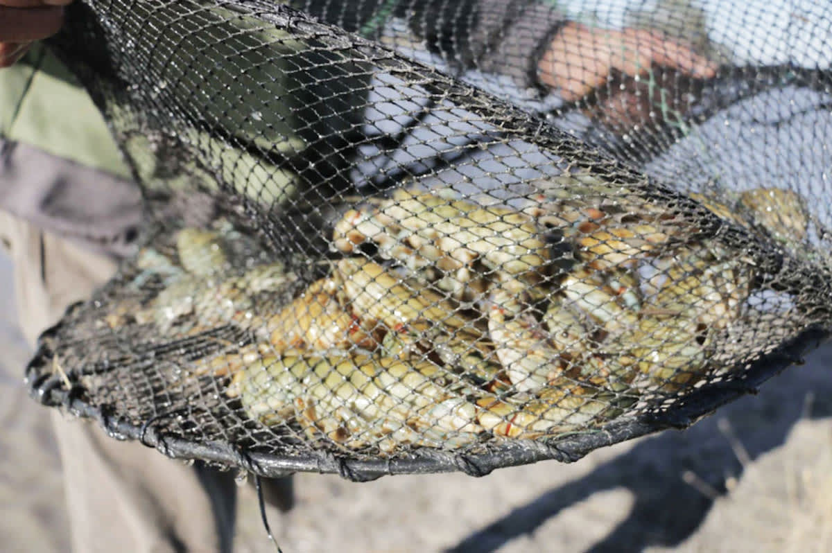 NSW Fishers Encouraged To Round Up Yabby Traps To Help Restore