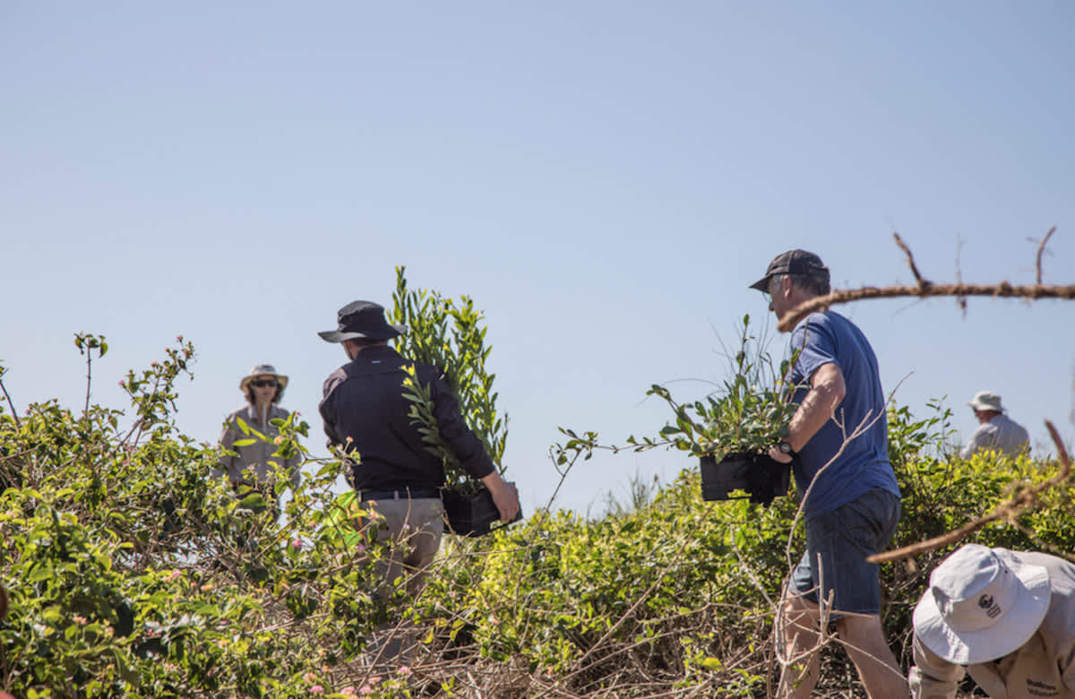 Landcare Grants Program Now Open For Community Groups To Plant Trees ...