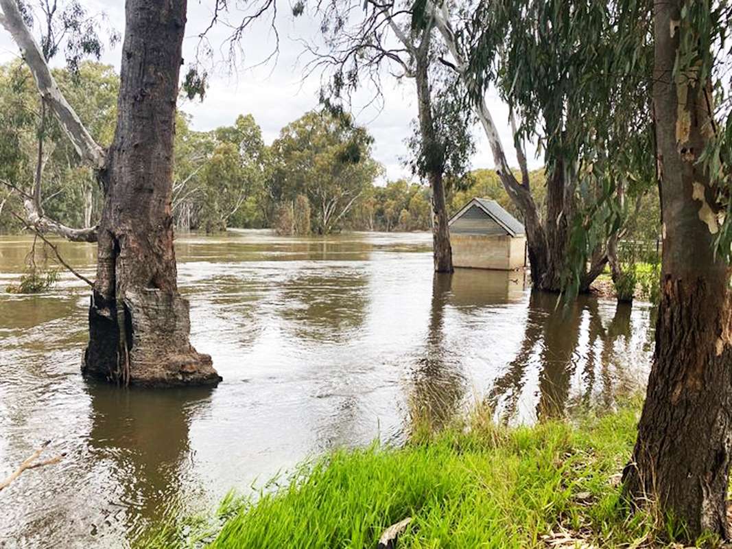 Murrumbidgee River In Minor Flood At Darlington Point The Griffith