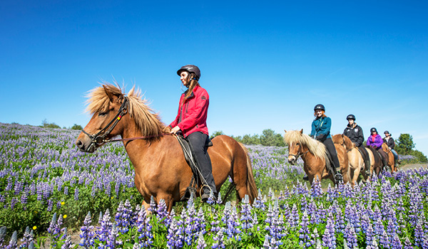 Group of riders on Icelandic horses riding through a field of purple lupines near Reykjavík under a clear blue sky.