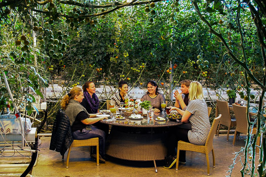 Fridheimar tomato farm iceland blog-4