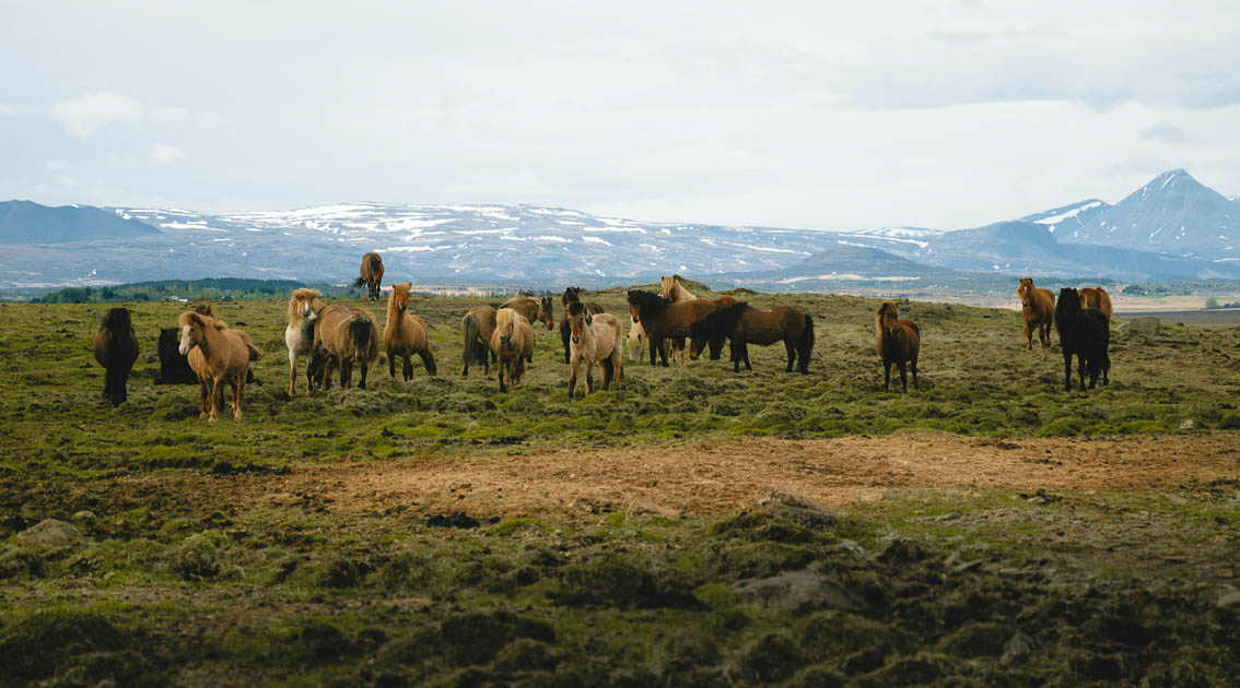 A group of Icelandic horses grazing on a mossy field with distant snow-capped mountains and a rugged peak in the background. The overcast sky casts a soft, diffused light over the landscape.