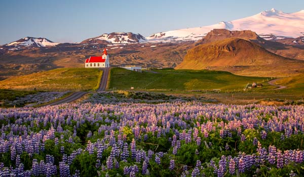 Church with a red roof on a hill, surrounded by blooming lupines, with Snæfellsjökull glacier in the background.