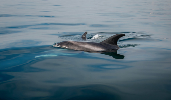 Two dolphins gracefully swimming in calm, clear waters, with one prominently visible near the surface, showing its sleek body and dorsal fin.