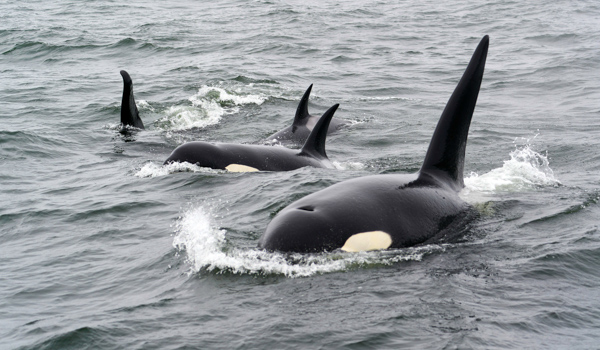 Three orcas swimming in formation, with their distinctive black and white coloring and tall dorsal fins cutting through the grey ocean waters