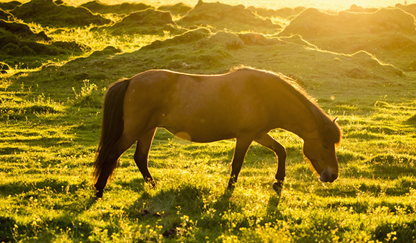 Icelandic horse