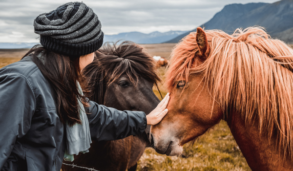 Woman in a beanie petting Icelandic horses in a scenic field near Reykjavík, with mountains in the background.