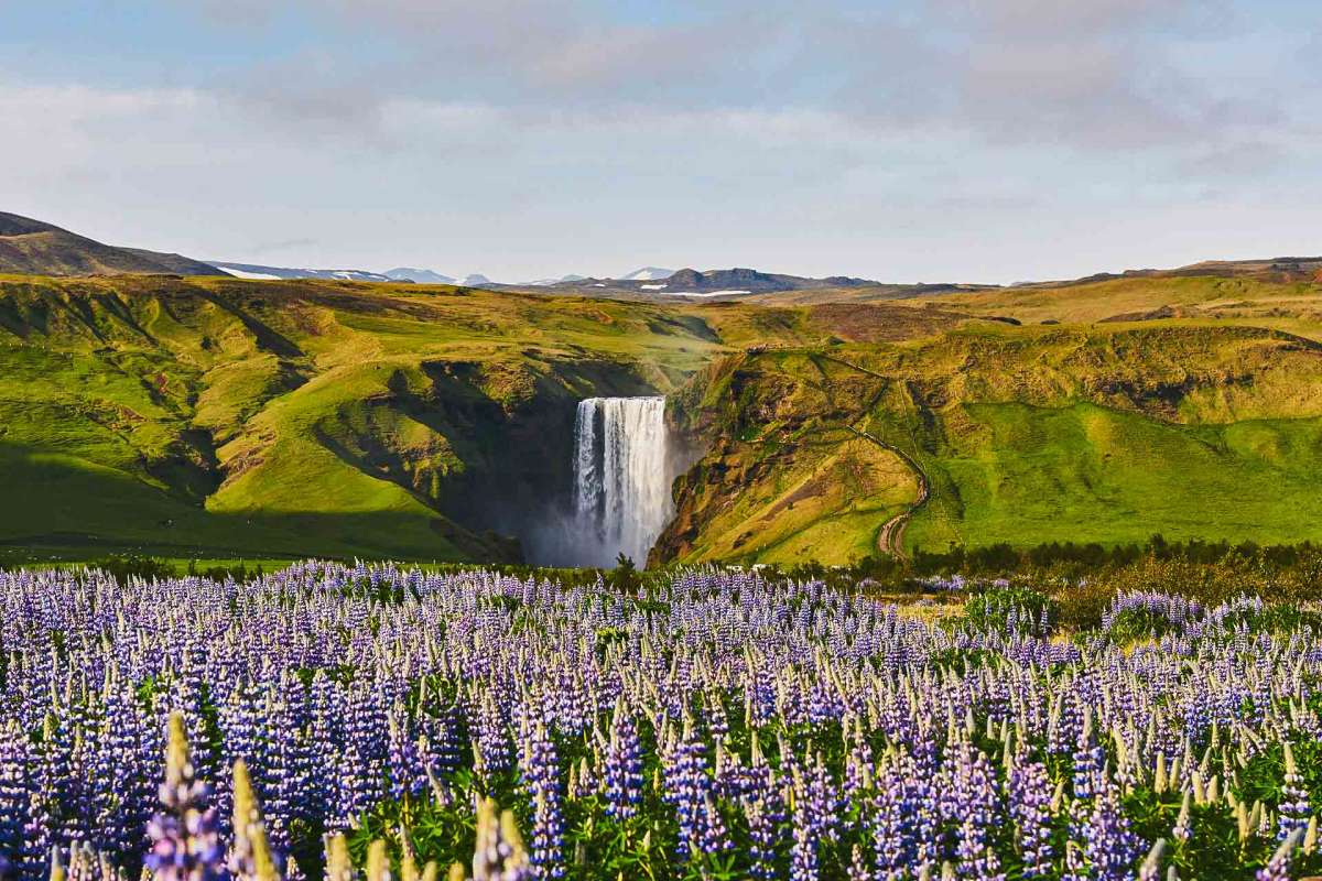 The midnight sun in Iceland - your guide I Reykjavik Excursions
