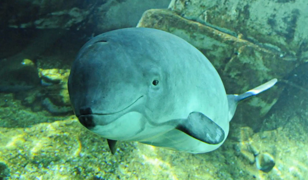 A harbor porpoise swimming underwater, showcasing its compact, streamlined body and small, rounded head.