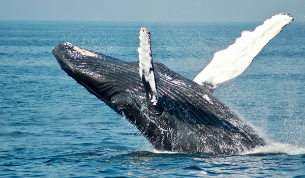 A humpback whale is breaching, with its body arcing dramatically out of the ocean against a clear sky. Water cascades off its body, highlighting its distinctive black and white markings.