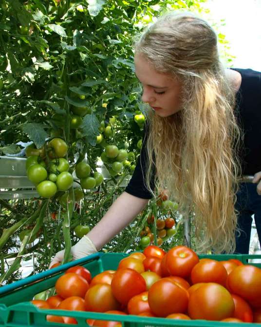 Fridheimar tomato farm iceland-4