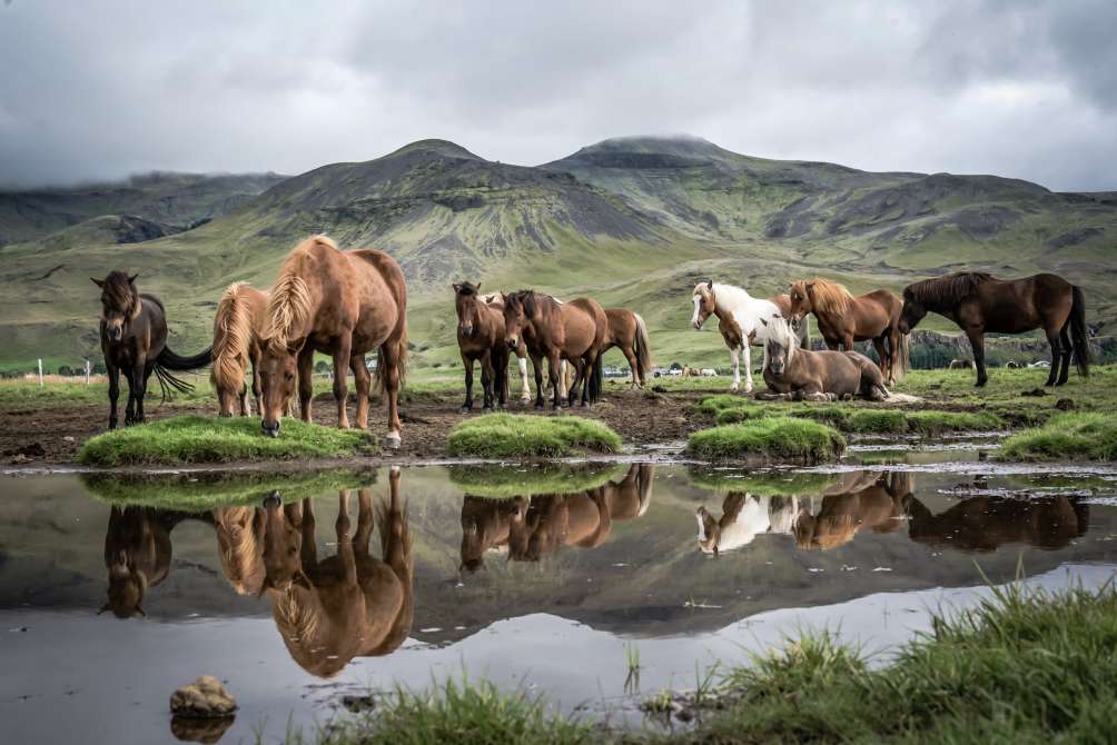 iStock-834847220_horses