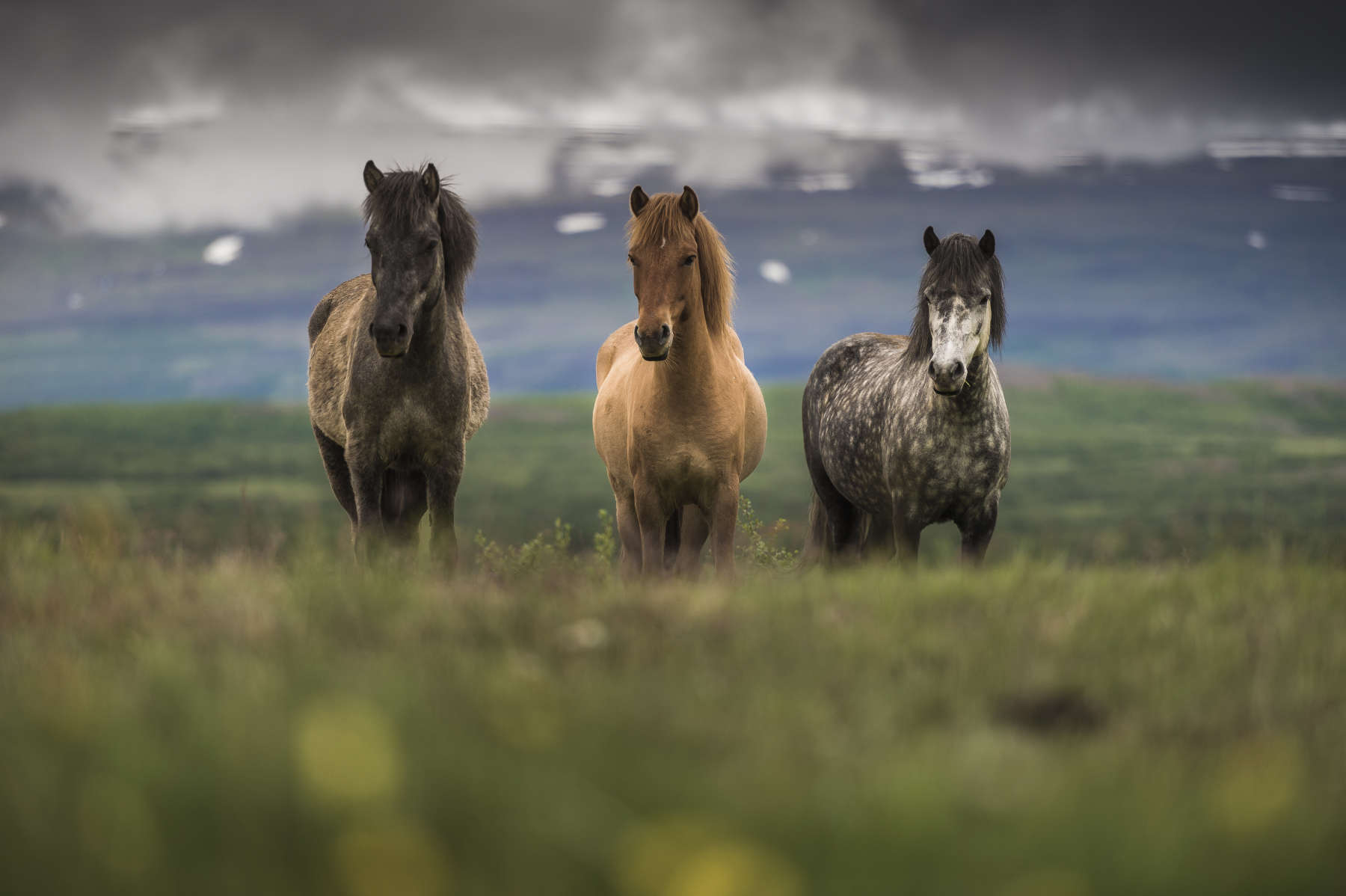 icelandic horse tours reykjavik