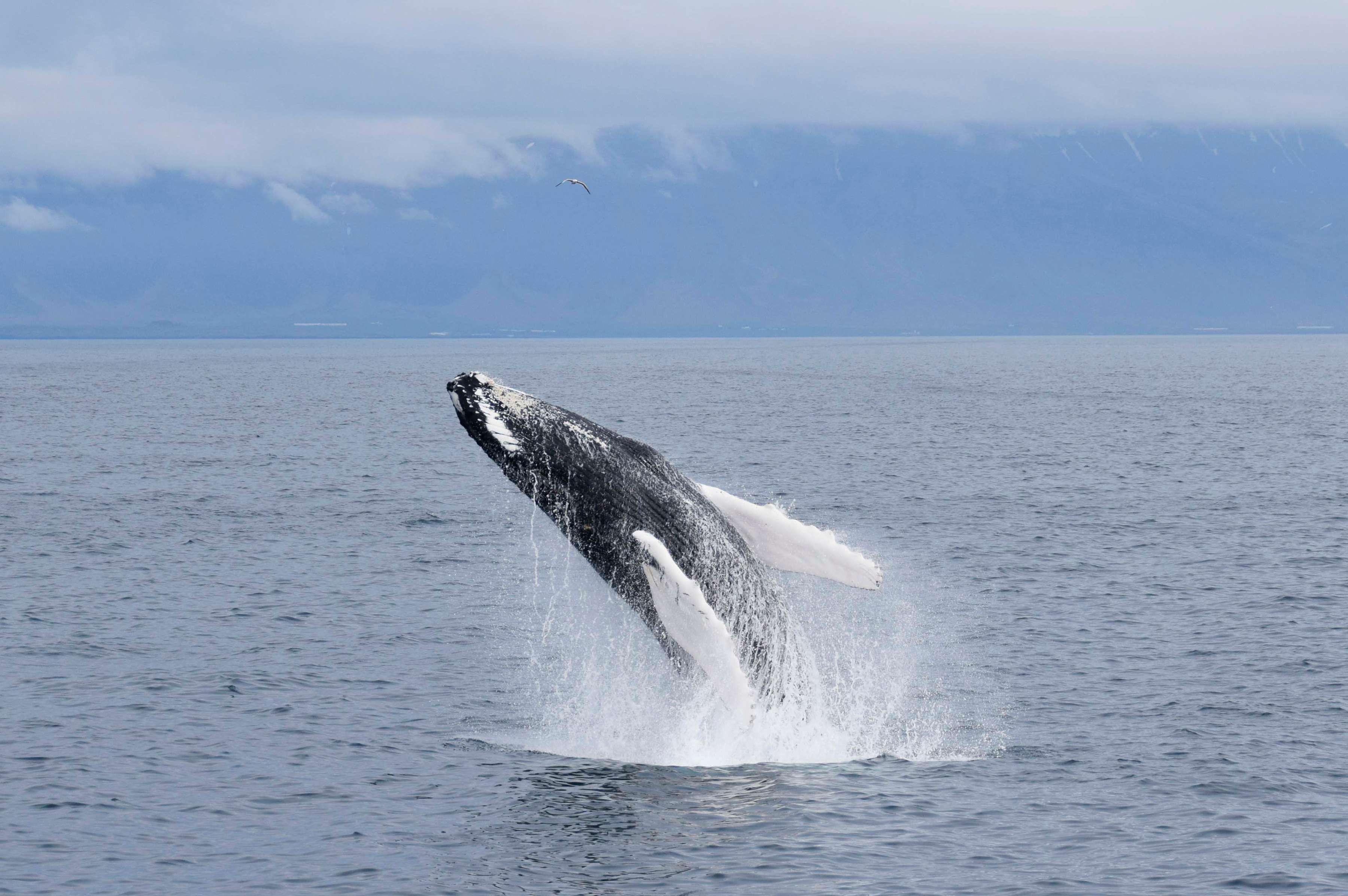 Whale Watching in Iceland | Whale Watching Reykjavik | Reykjavik Excursions