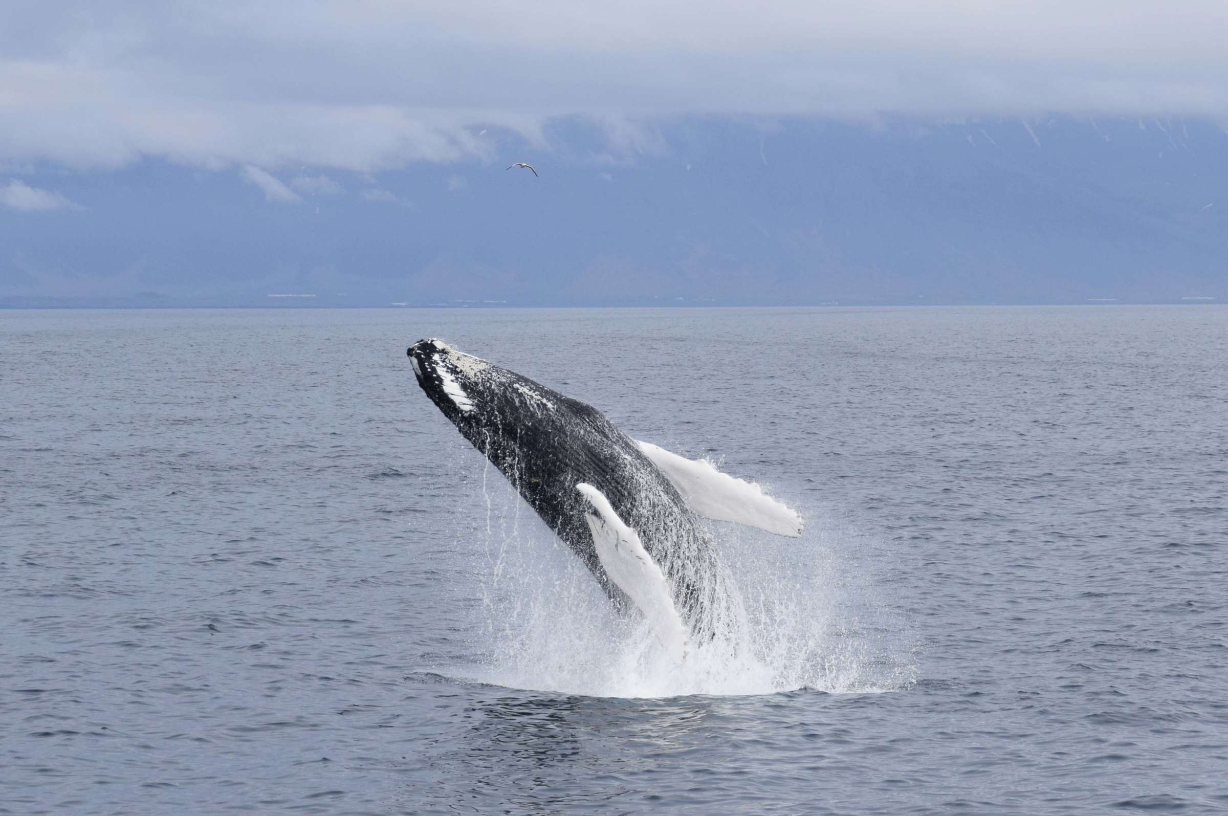 Whale Watching SpecialToursIceland4