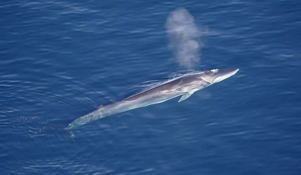 A fin whale swimming near the surface of a deep blue ocean, exhaling a visible blow of air and water vapor.