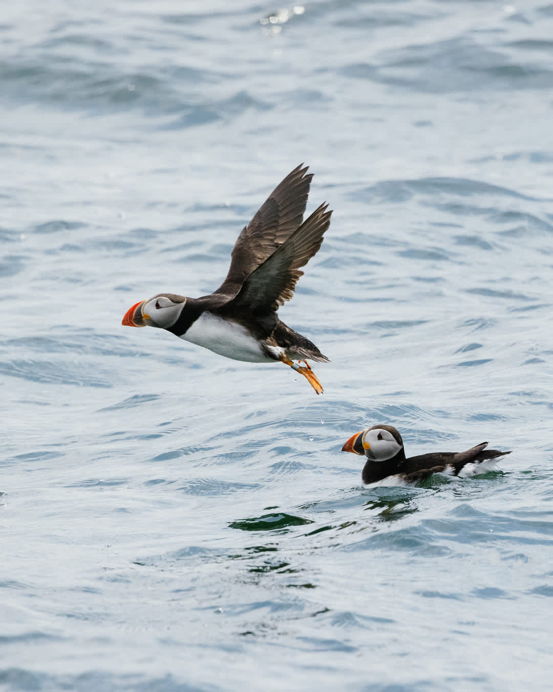 Puffins in Iceland - your guide I Reykjavik Excursions