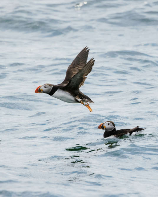 puffins portrait