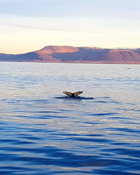 Whale watching in Iceland