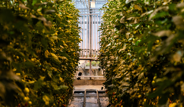 Interior of Fridheimar tomato greenhouse with lush green tomato plants, ripe red tomatoes, and natural sunlight streaming through glass panels.