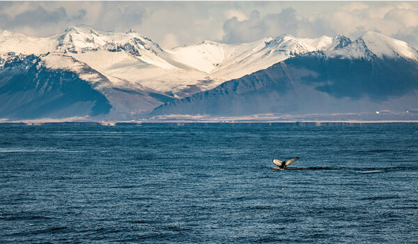 A fin whale swimming near the surface of a deep blue ocean, exhaling a visible blow of air and water vapor.