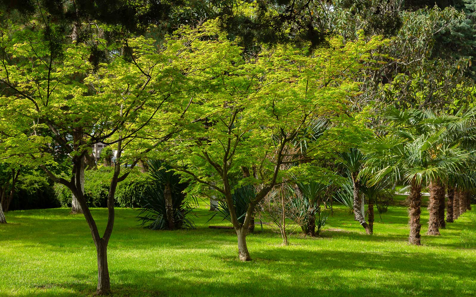 Санаторий Бирюза Сочи парковая зона - сад