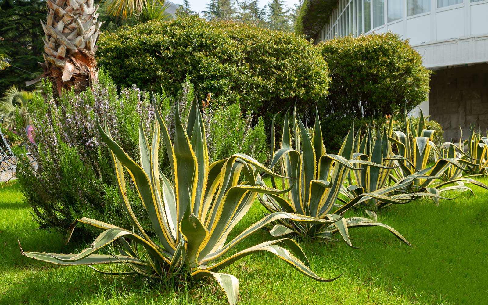 Санаторий Бирюза Сочи парковая зона - сад
