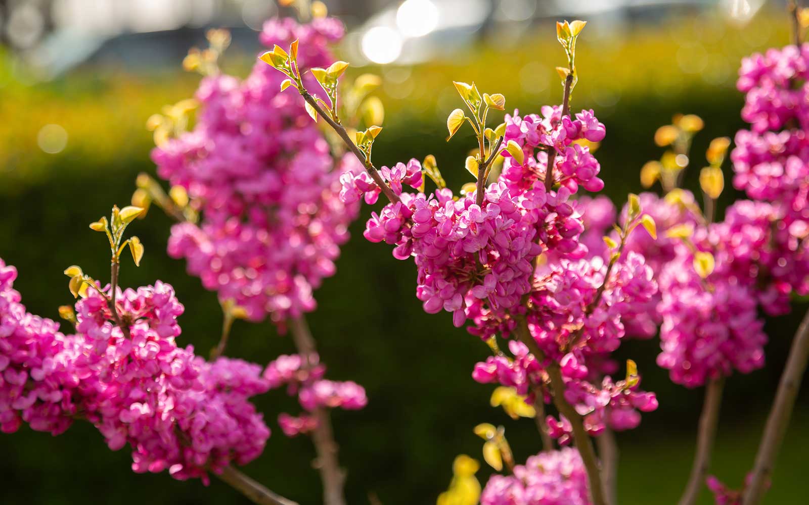 Санаторий Бирюза Сочи парковая зона - растения