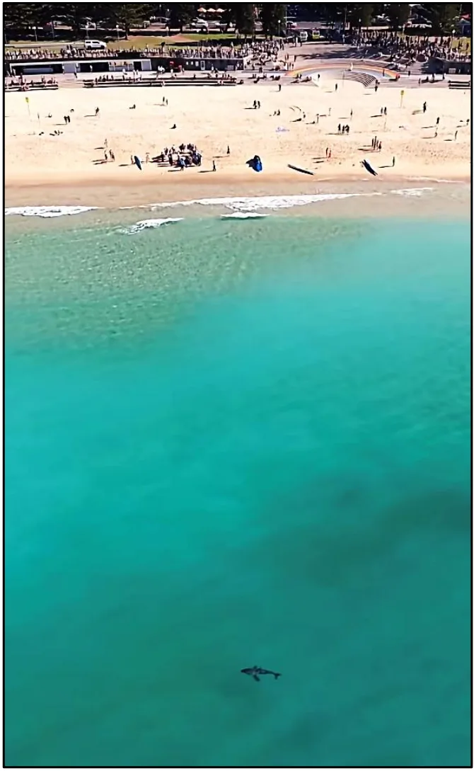 CoogeeBeachShark