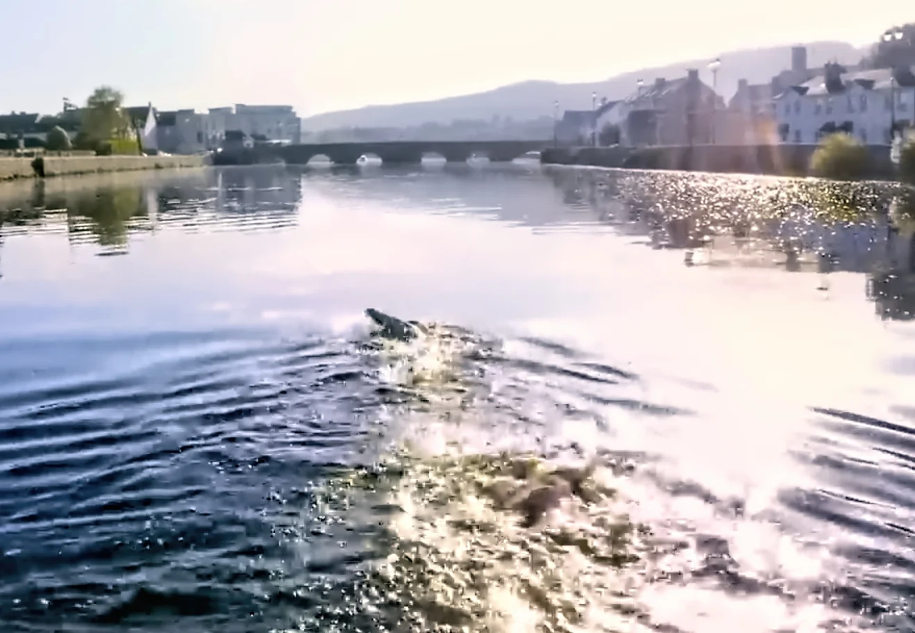 Cold water River Suir Swimmers