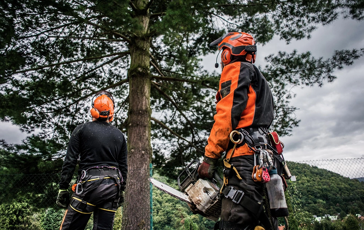 About Acme Trees - Professional tree care team