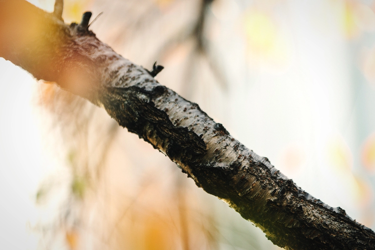 Signs of tree disease
