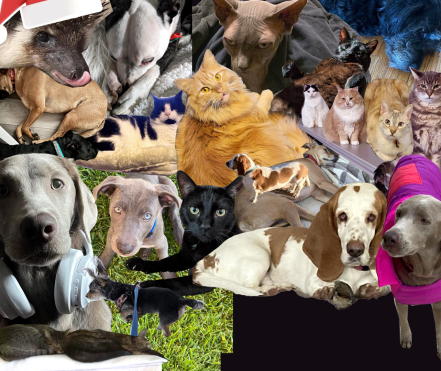 PetCollage 04