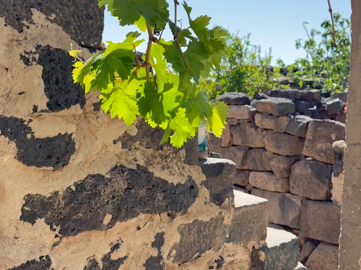 A Global Druze Network Delivering Dignity Through Opportunity.