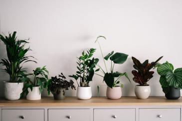 Improve Indoor Air Quality With These NASA-Recommended Plants