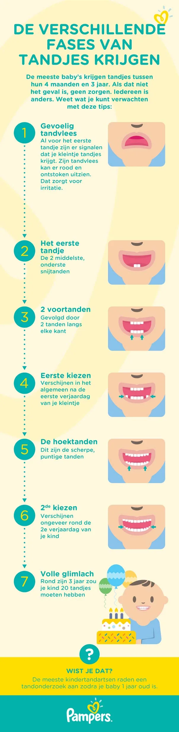 Infografiek-fases-tandjes-krijgen