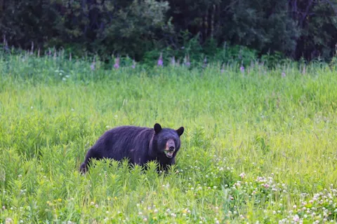 cu bear