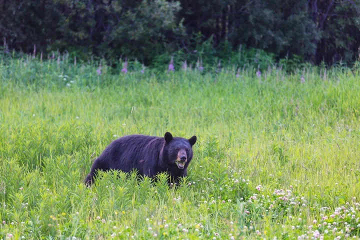 cu bear