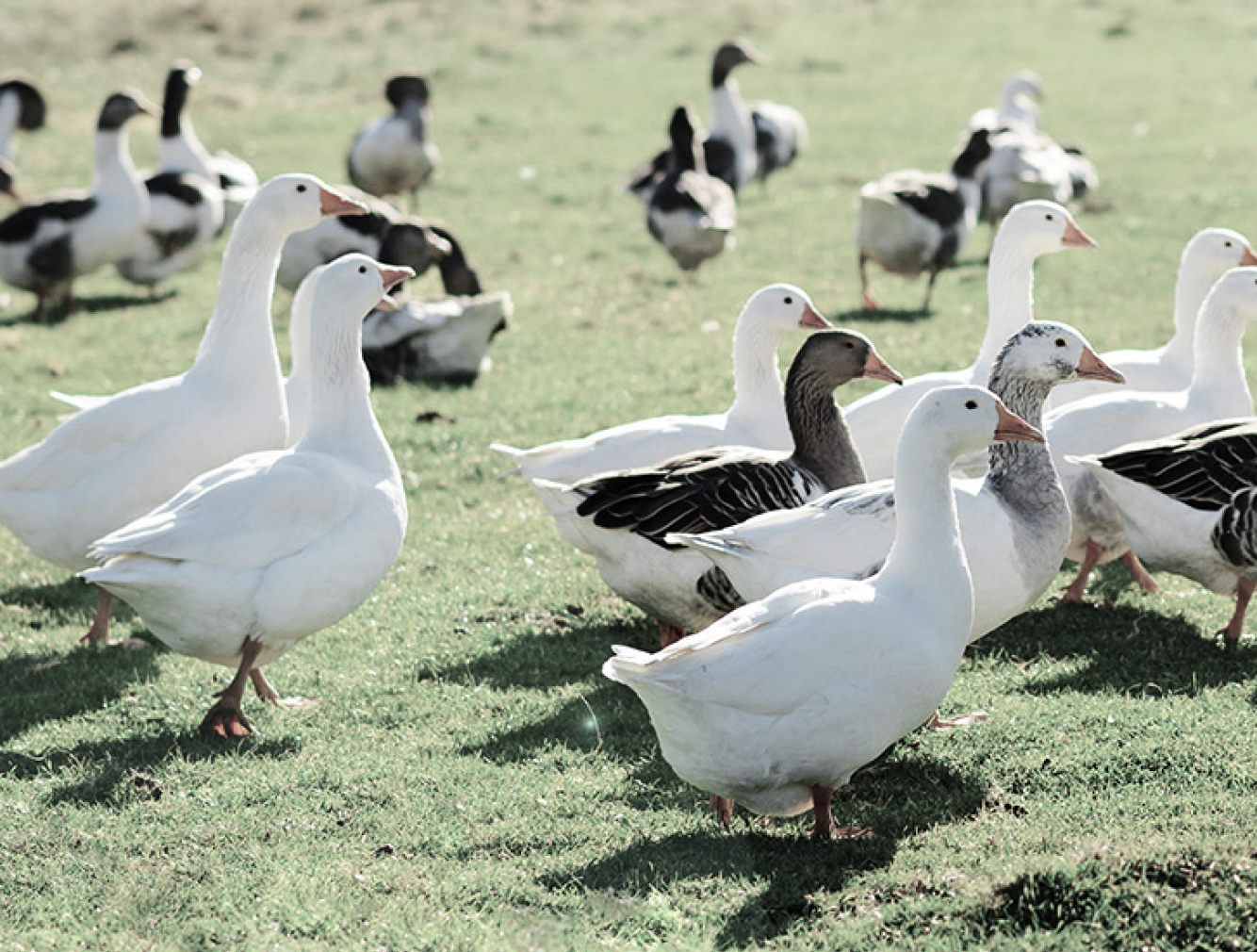 Image of a flock of geese.