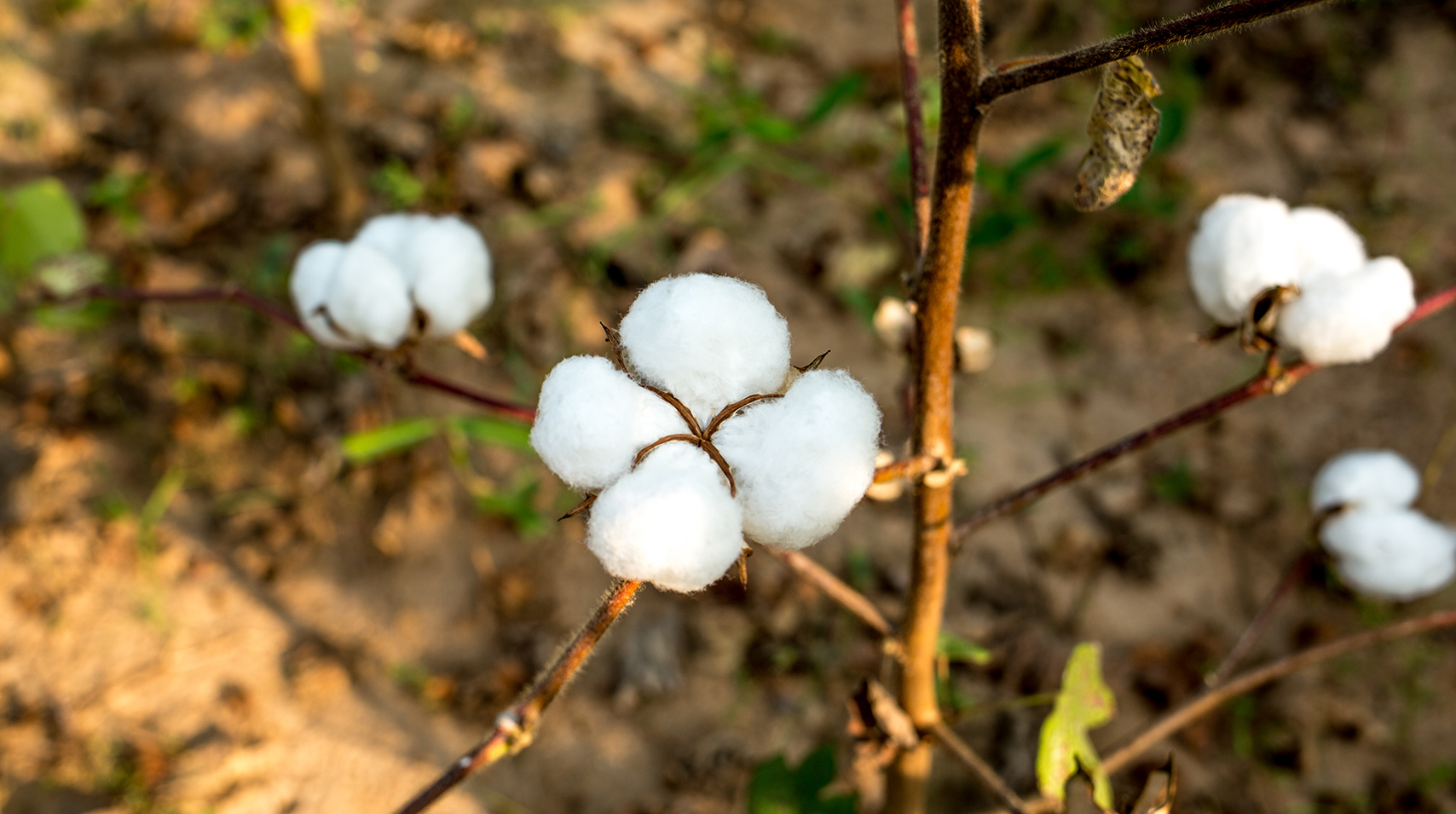 Why Buy Organic - Fresh Cotton 