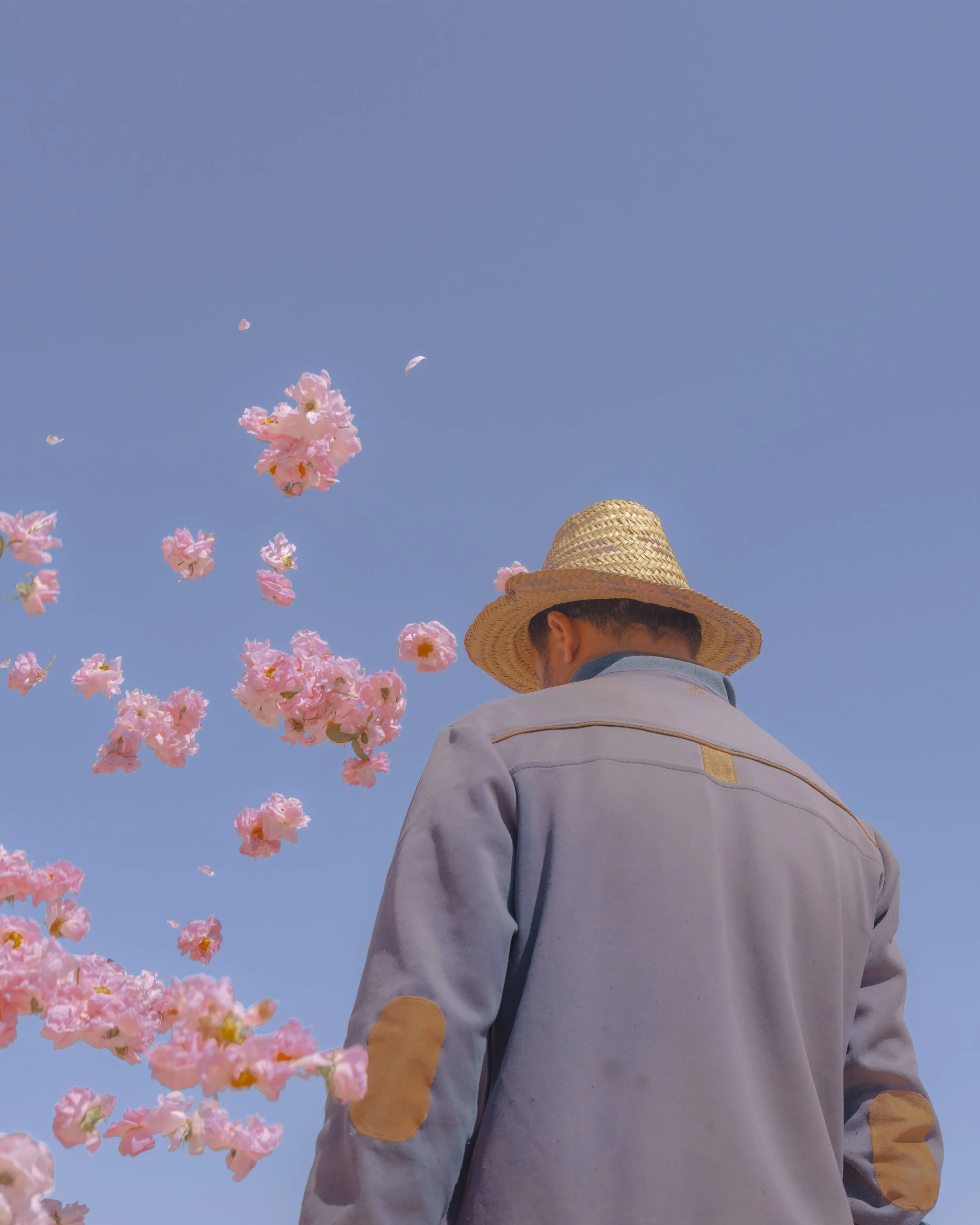 Rosa x damascena, Tinghir Province, Morocco (2023)