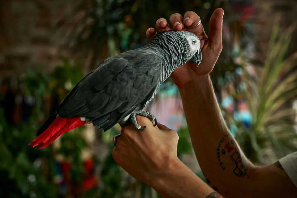Greg Fox's Parrot