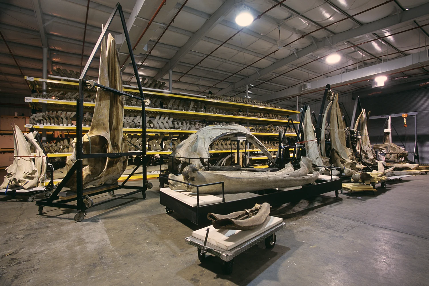 Whale Skeletons, Museum Support Center