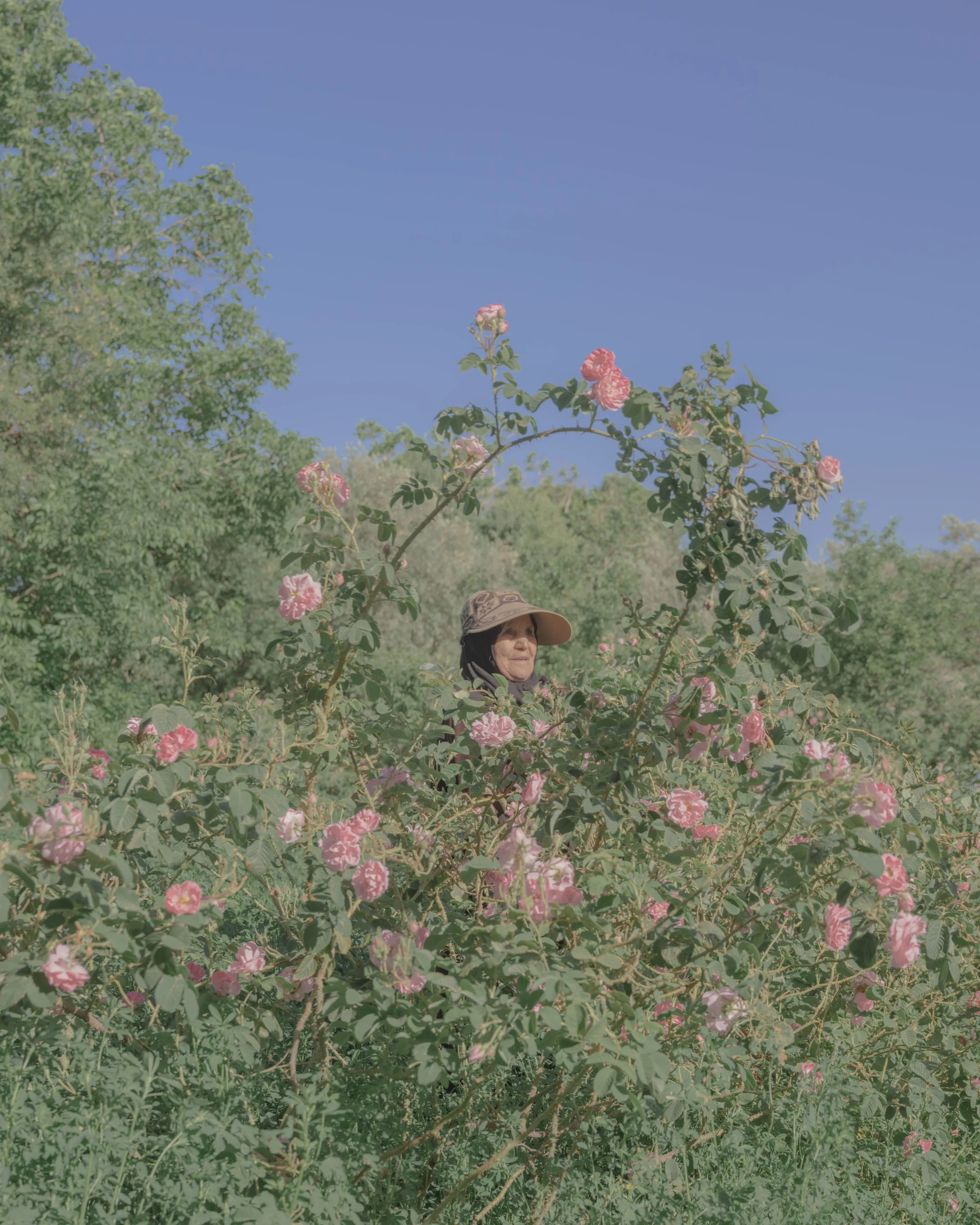 Rosa x damascena, Tinghir Province, Morocco (2023)