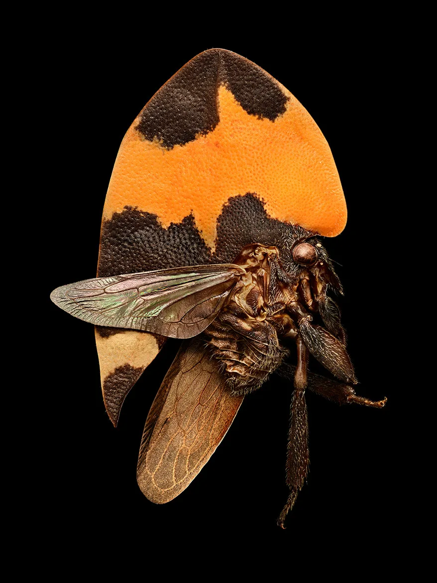 WePresent | Why Levon Biss photographs insects up close