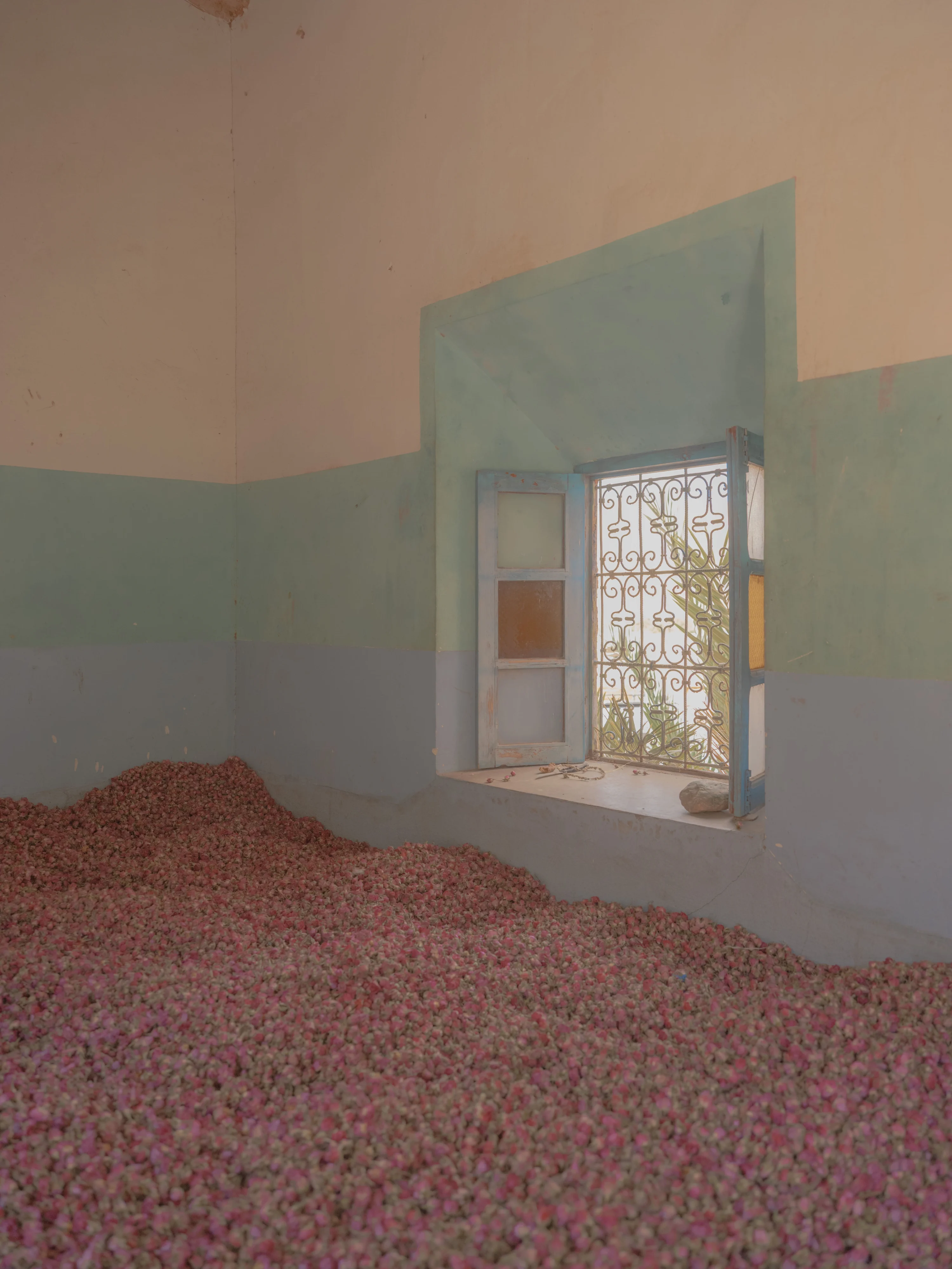 Rosa x damascena, Tinghir Province, Morocco (2023)