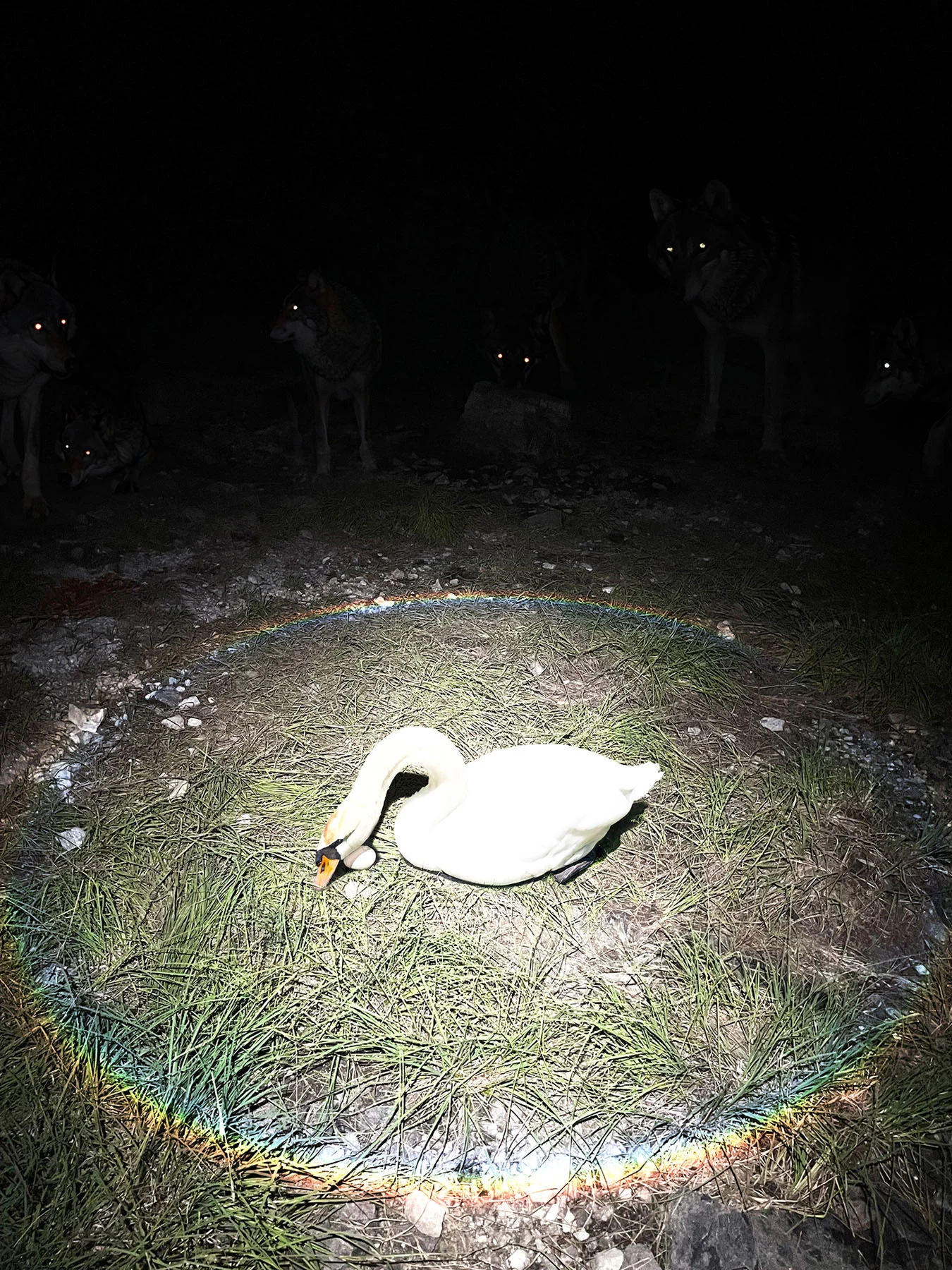 A night time photograph of a single swan caressing its egg under a singular flash light source. Around the swan is the refraction of a circular rainbow ring. In the background of the scene are the glowing eyes of several wolves in waiting.