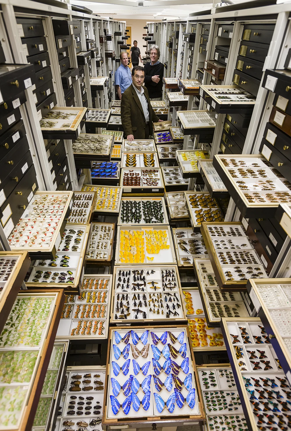 Entomology Collections, National Museum of Natural History