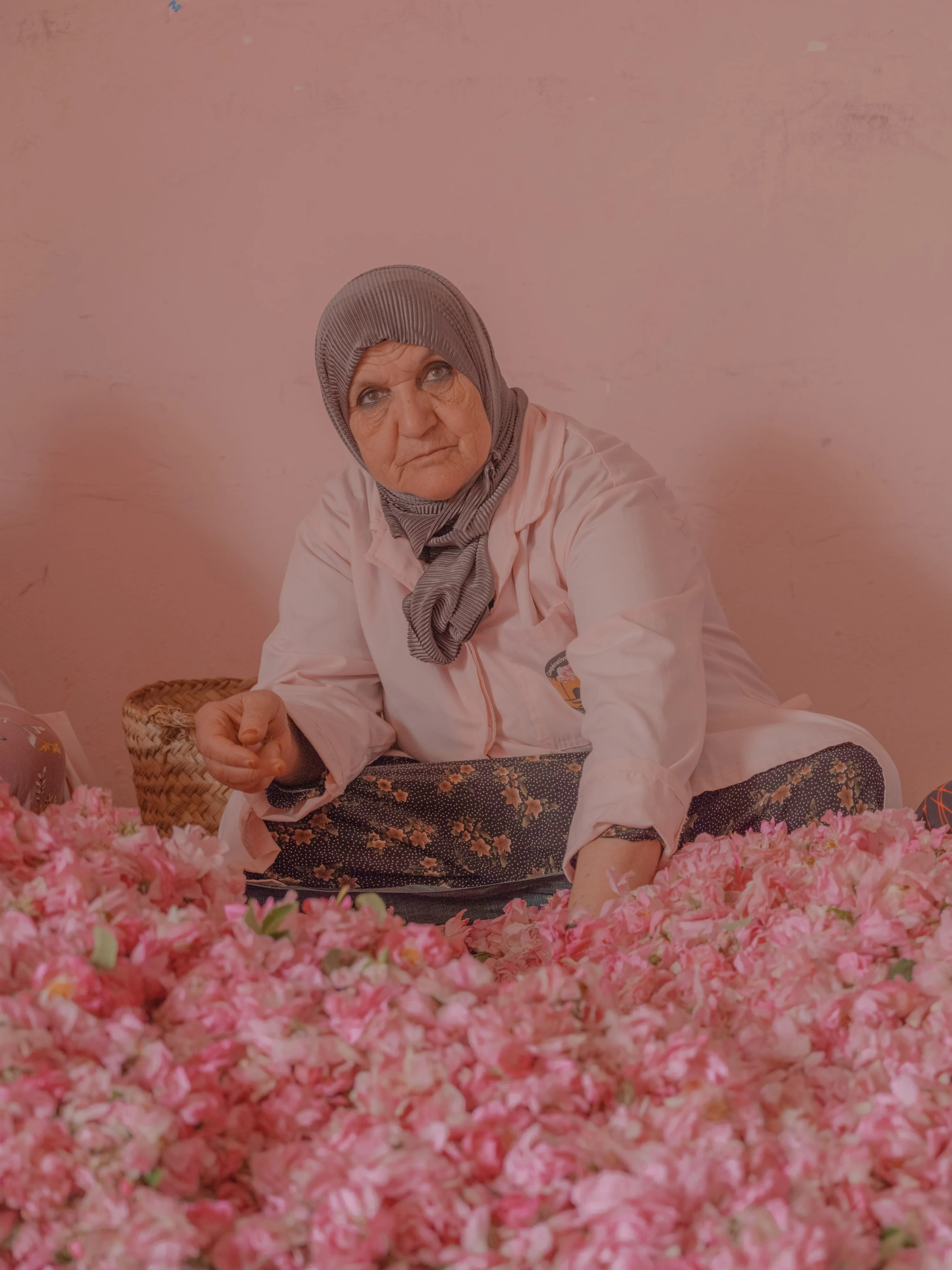 Rosa x damascena, Tinghir Province, Morocco (2023)